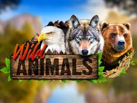 Wild Animals