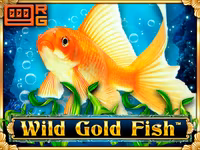 Wild Gold Fish